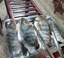 Ecological Tilapia