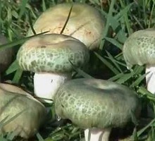 Green-headed Mushroom