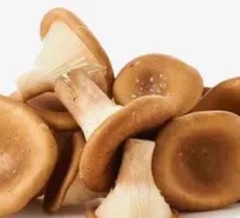 Pig's stomach mushroom