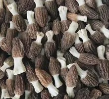 Morel Mushroom
