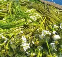 Wild Vegetable Water-Flower