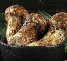 Songshu Mushroom