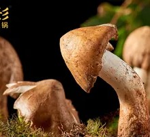 Dew Chicken Mushroom