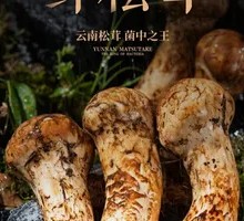 Songshu Mushroom