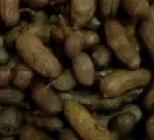 Signature Shelled Peanuts