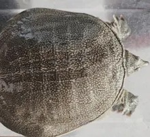 Softshell Turtle