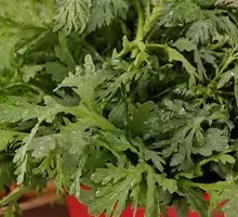 Chinese chrysanthemum greens