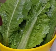 Oilseed lettuce