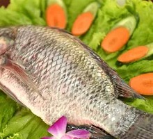 Tilapia