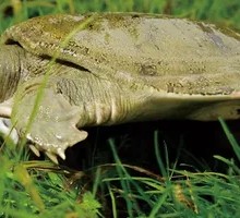Braised Softshell Turtle