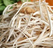 Camphor Tree Mushroom