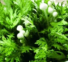 Chinese chrysanthemum greens