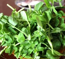 Pea Shoots