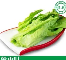 Oilseed lettuce