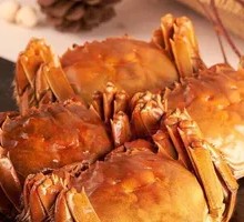 Female Freshwater Crab