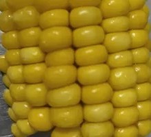 Glutinous Corn