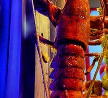 Lobster Sugar-cane Stick