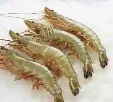 White Shrimp