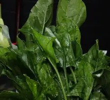 Spinach