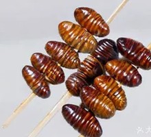 Silkworm pupae