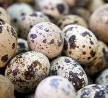 Quail Egg