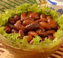 Silkworm pupae