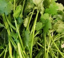 Cilantro