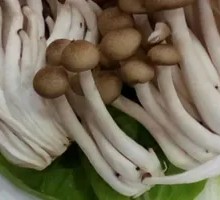 King Oyster Mushroom
