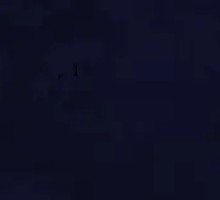 Mushroom Assortment Platter