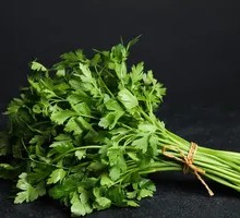 Cilantro