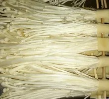 Enoki Mushroom