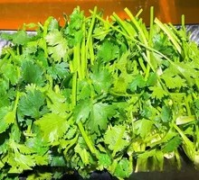 Cilantro