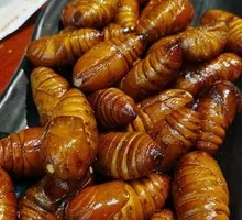 Silkworm pupae