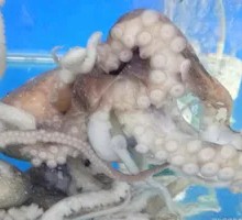 Live Octopus