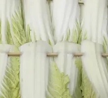 Chinese cabbage