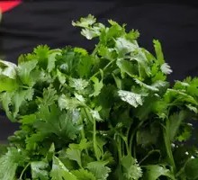Cilantro