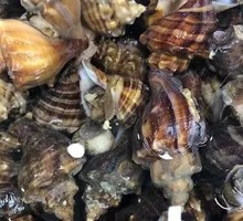 Red Abalone from the Island