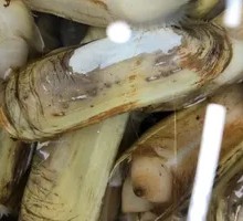 Large Small Bean Sprout Stir-fry