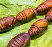 Roasted Silkworm Pupa