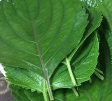 Perilla Leaf