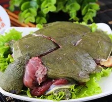 Frog and Turtle Stew