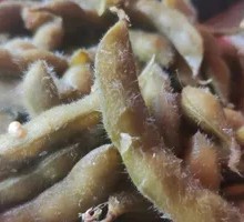 Edamame