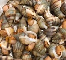 Sea Snail
