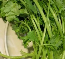 Cilantro