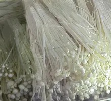 Enoki Mushroom