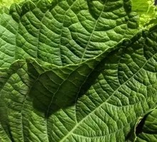 Perilla Leaf