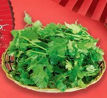 Cilantro