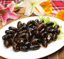 Roasted Silkworm Pupa