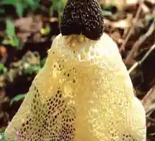 Bamboo Mushroom