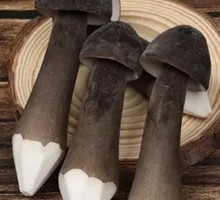 Chicken Mushroom